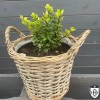 Berberis thunbergii 'Kobold' - Thunbergi kukerpuu 'Kobold' C2/2L